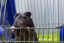 hamster-cage